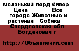 маленький лорд бивер › Цена ­ 10 000 - Все города Животные и растения » Собаки   . Свердловская обл.,Богданович г.